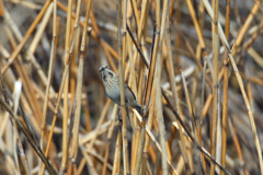 オオジュリン-5