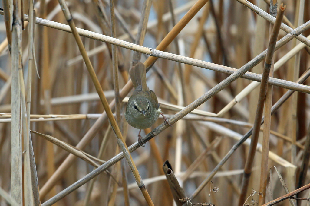 ウグイスとにらめっこ