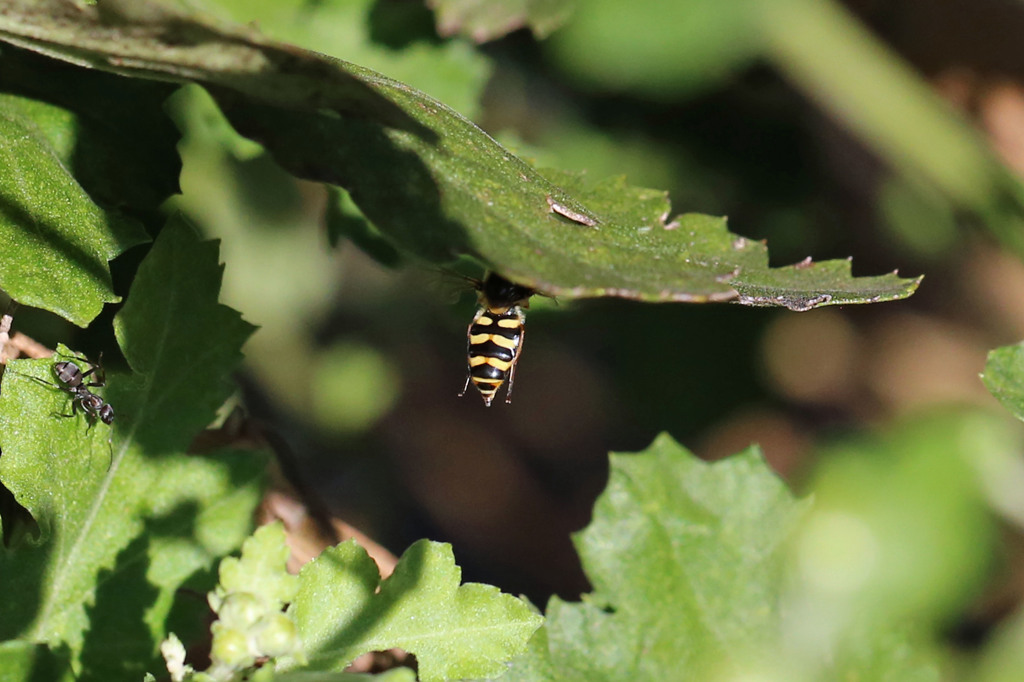 頭隠して尻隠さず