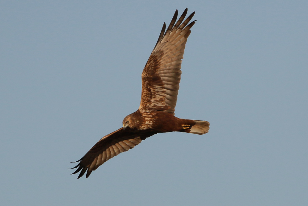 チュウヒの飛び方-3