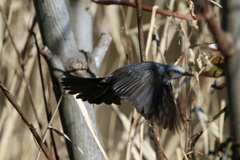 ヒヨドリ飛び出し