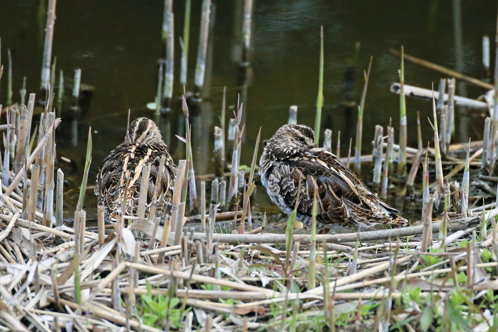 やっぱりだめか
