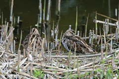 やっぱりだめか
