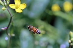 ミツバチ飛行中-1
