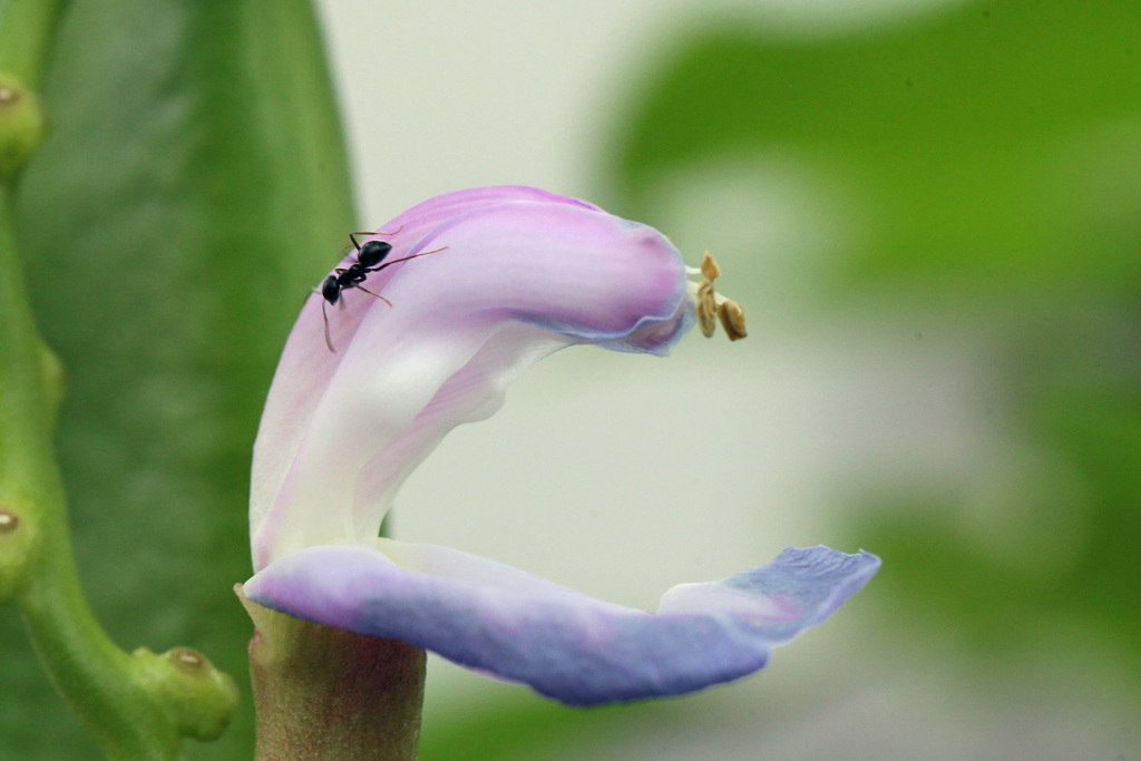 ピンクと黒い点