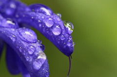 水滴の中に光るもの