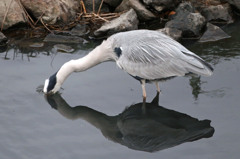 頭突っ込んでおります