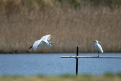 見つめるダイサギ
