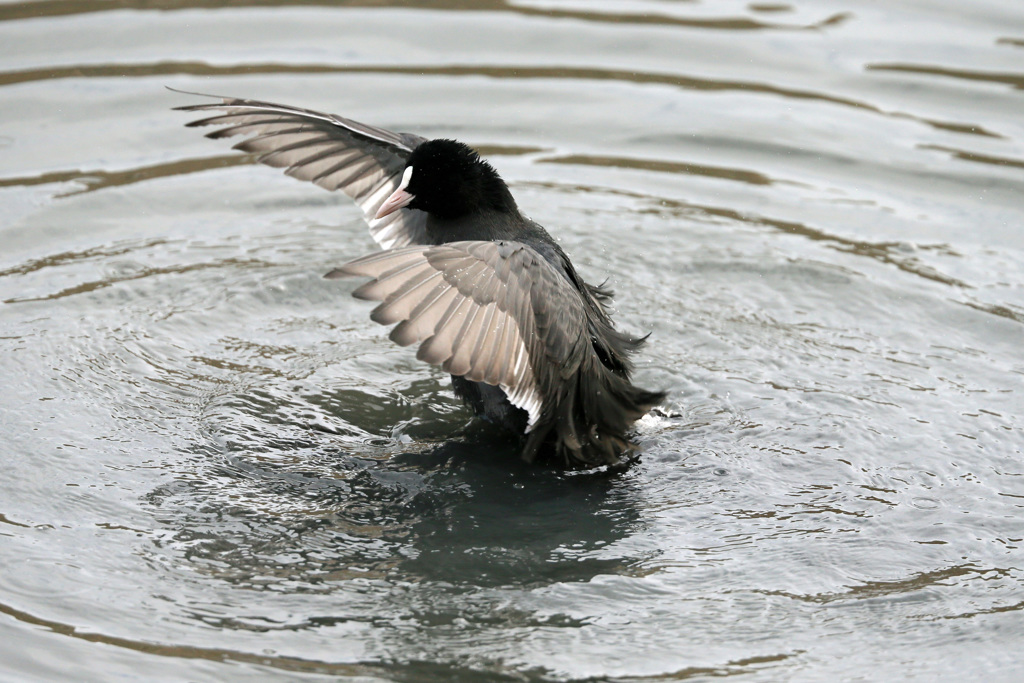 オオバン定番ポーズ