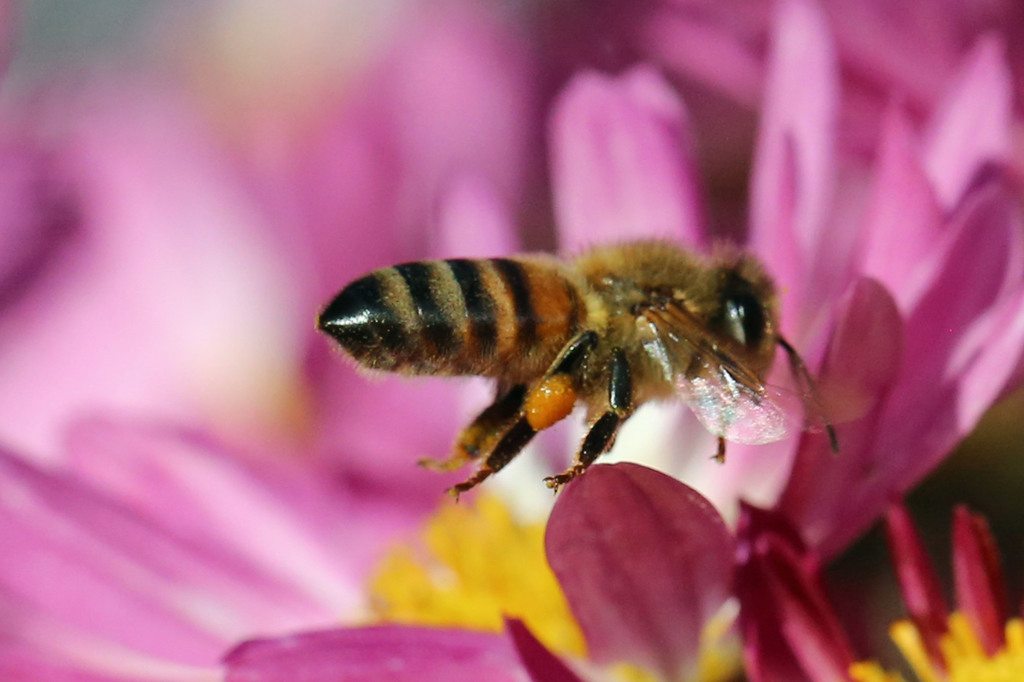 でっかいおしり