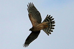 青空とオオタカ幼鳥