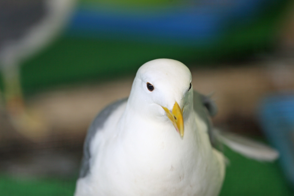セグロカモメポートレート