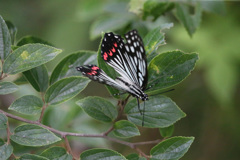アカホシゴマダラチョウ