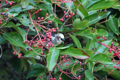 お食事シリーズ-1