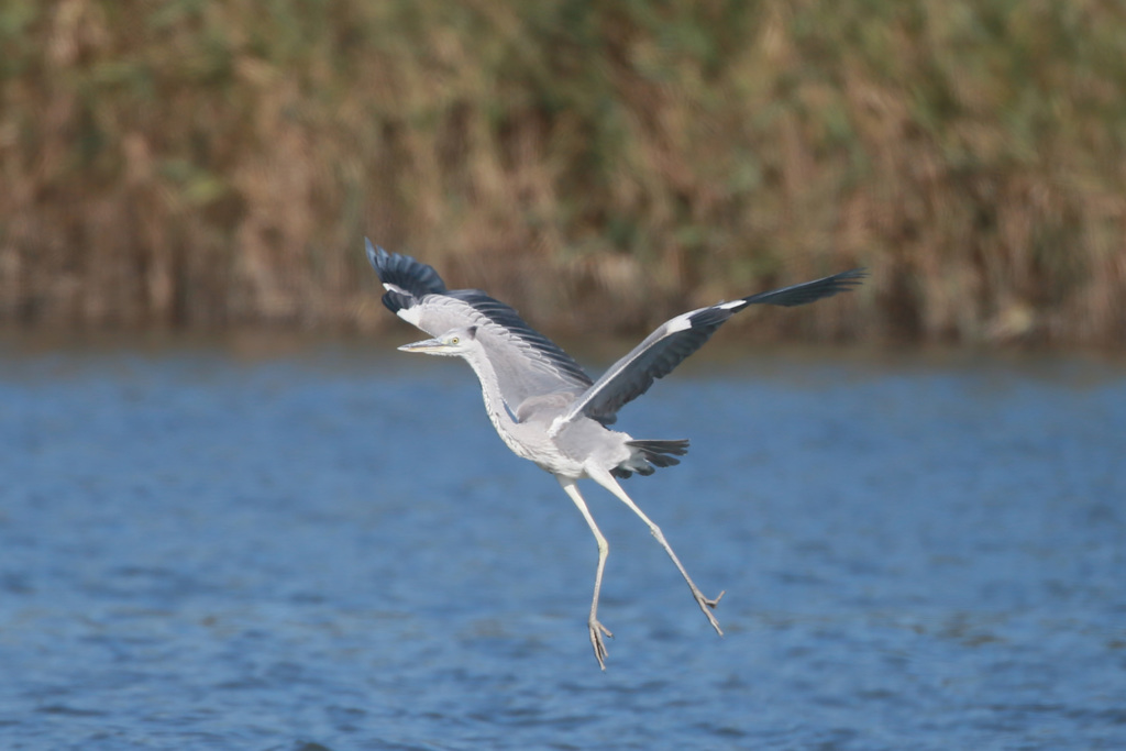 アオサギの飛び方-3