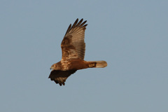 チュウヒの飛び方-4