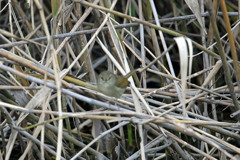 よーく見るとウグイスが
