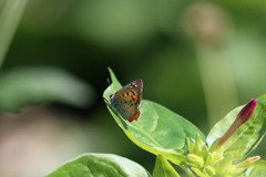 ベニちゃん定番写真