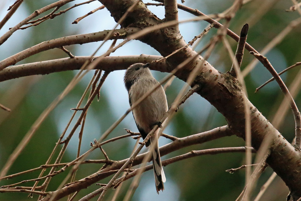 エナガのおなか