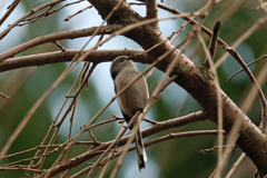 エナガのおなか