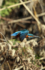 カワセミ飛行中その2