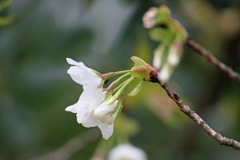 桜咲く-1