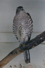 僕ツミですよろしく