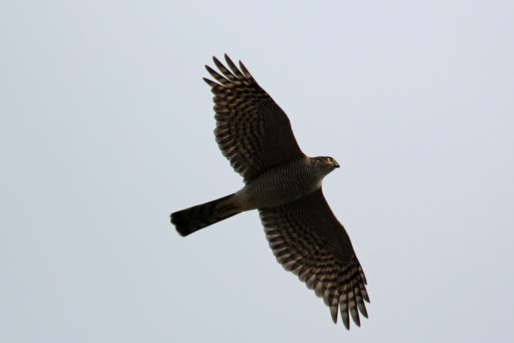 オオタカ成鳥-1