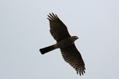 オオタカ成鳥-1