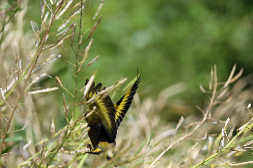飛び出し後ろから