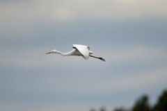 たまには首伸ばす