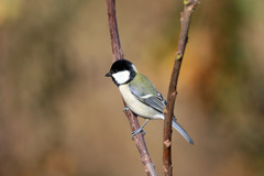 シジュウカラ定番写真