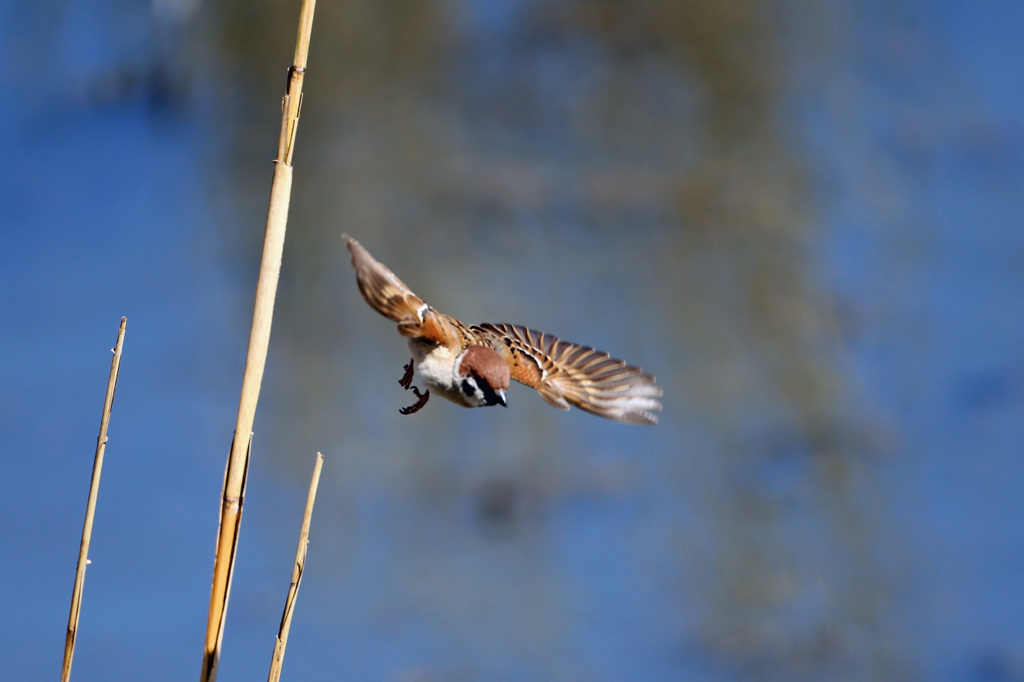 雀飛ぶ 2 By ふくろうさん Id 写真共有サイト Photohito