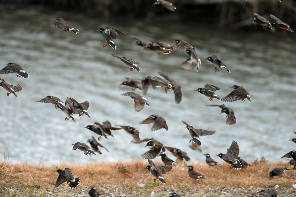 ムクドリさん一杯