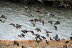 ムクドリさん一杯