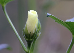 花だけ咲きます