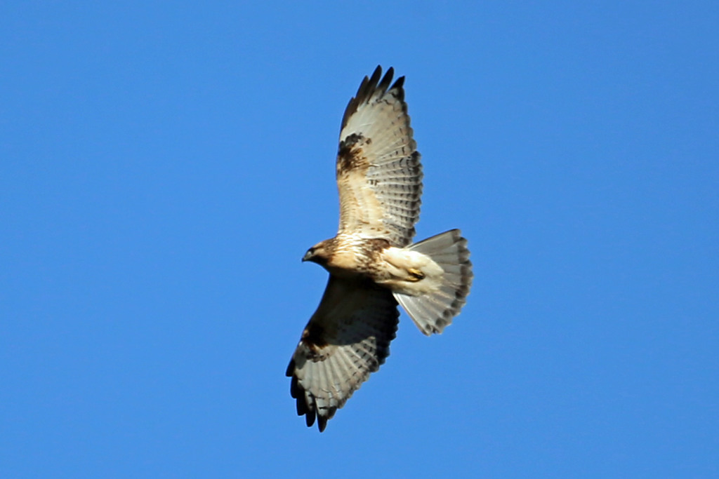 教えてくださいもしかしたらケアシノスリその2