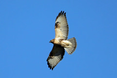 教えてくださいもしかしたらケアシノスリその2