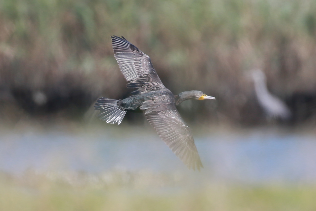 カワウシリーズ-7