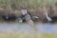 カワウシリーズ-7