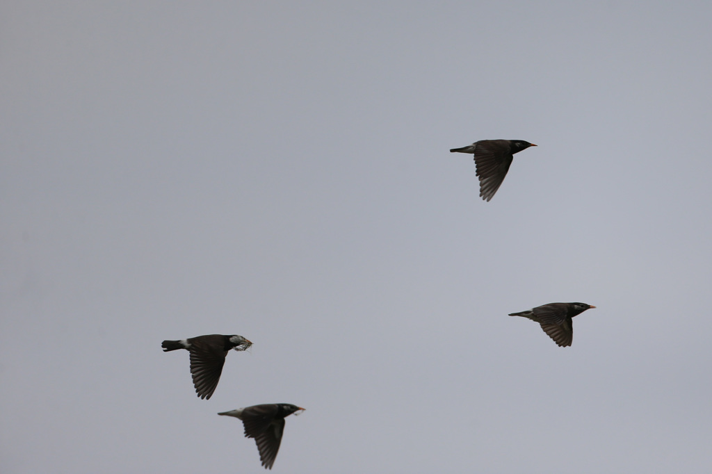 四羽まとめて流し鳥