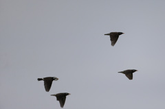 四羽まとめて流し鳥