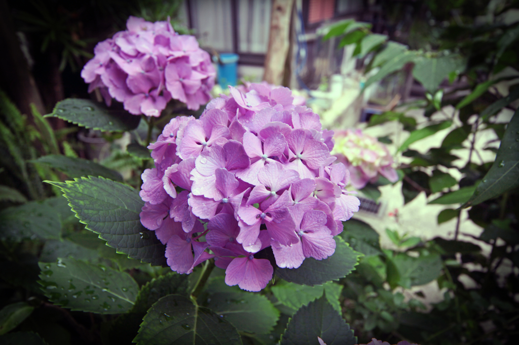 雨の紫陽花