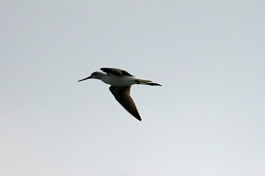 アオアシシギのシルエット