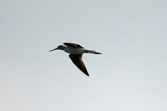 アオアシシギのシルエット