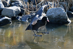 オオバン滑るその2