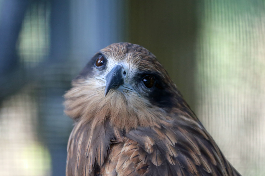 ハイこっち見て