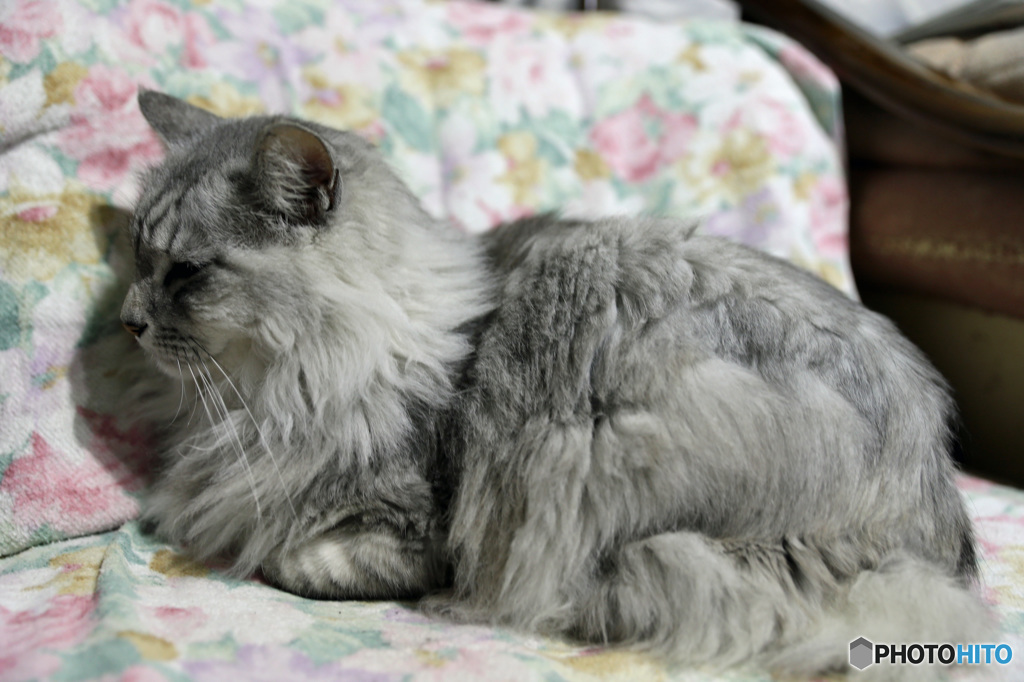 久しぶりニャニャ