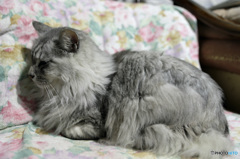 久しぶりニャニャ