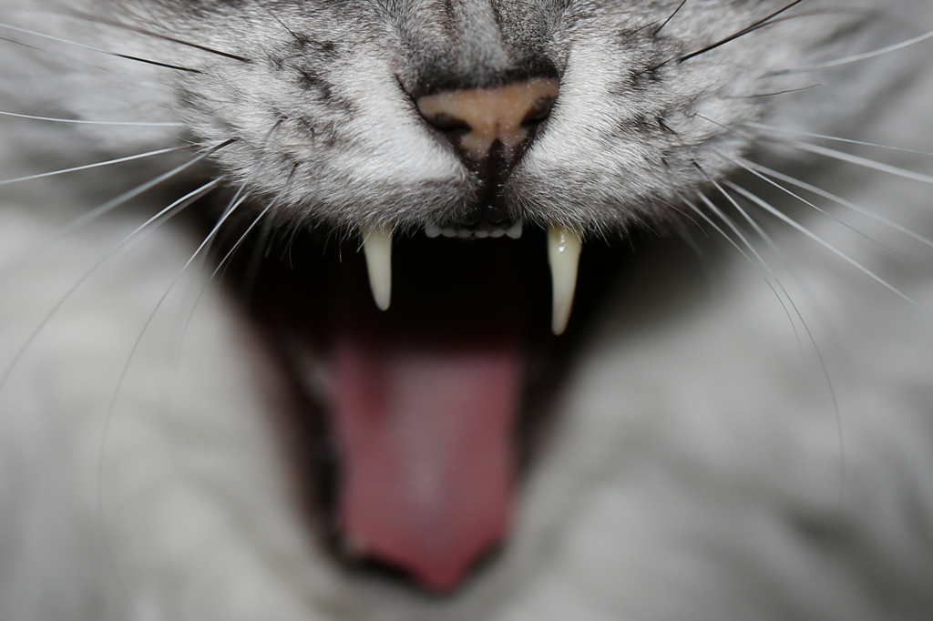 ニャニャちゃんの口